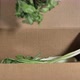 Person in Gloves Fills Cardboard Box with Greenery Bunches