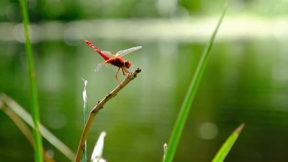 Red Dragonfly on a Branch in Green Nature By the River Closeup alt