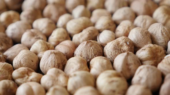 Shallow DOF Corylus avellana cob fruit 4K 2160p 30fps UltraHD panning  footage - Raw common hazelnut alt