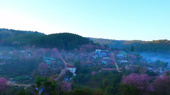 4K : Timelapse of Wild Himalayan Cherry Blossom (Prunus cerasoides) alt