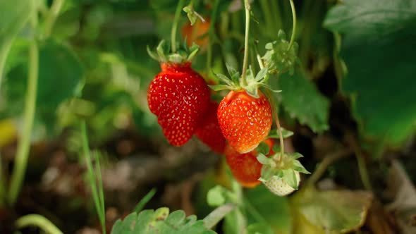 Ripe organic strawberry bush in the garden close up