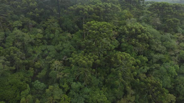 Brazilian Pine Tree Forest