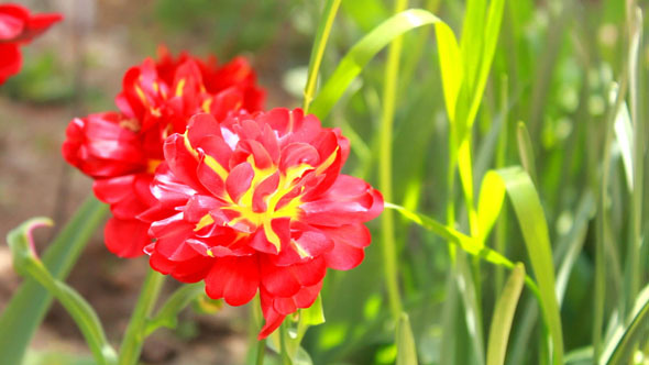 Red Flower 3