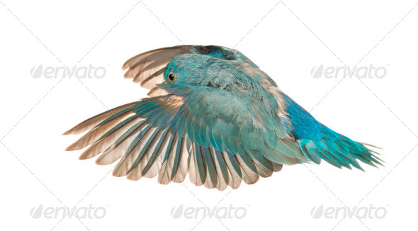Pacific Parrotlet, Forpus coelestis, flying against white background - Stock Photo - Images