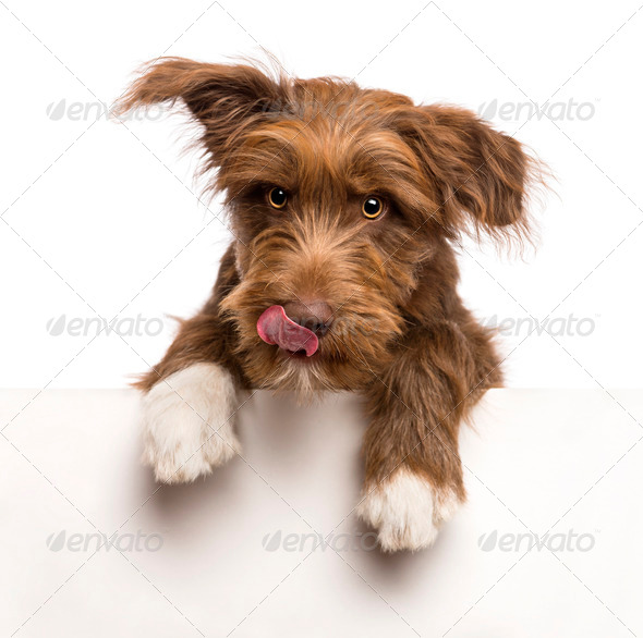 Crossbreed, 5 months old, leaning on a white panel and licking lips against white background - Stock Photo - Images
