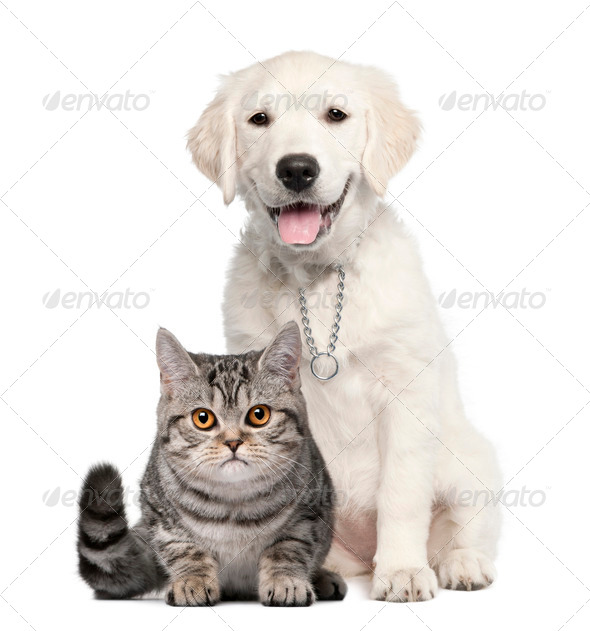 Golden Retriever puppy (14 weeks old) sitting next to a British Shorthair - isolated on white - Stock Photo - Images