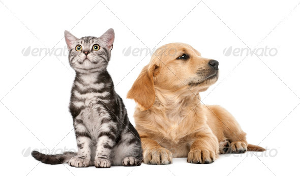Golden retriever puppy lying next to British Shorthair kitten sitting, isolated on white - Stock Photo - Images