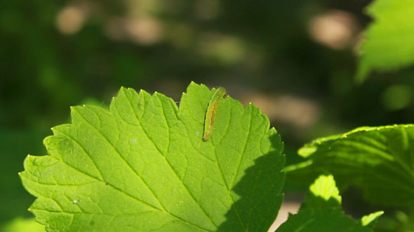 Worm on Leaves 2