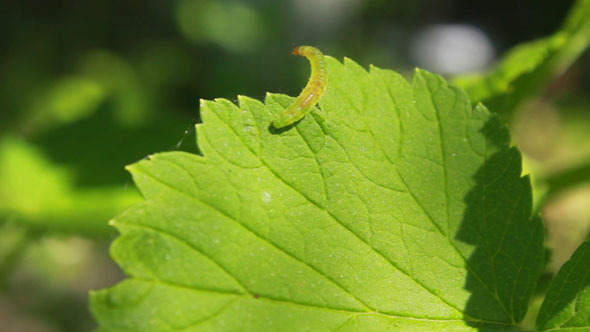 Worm on Leaves 4