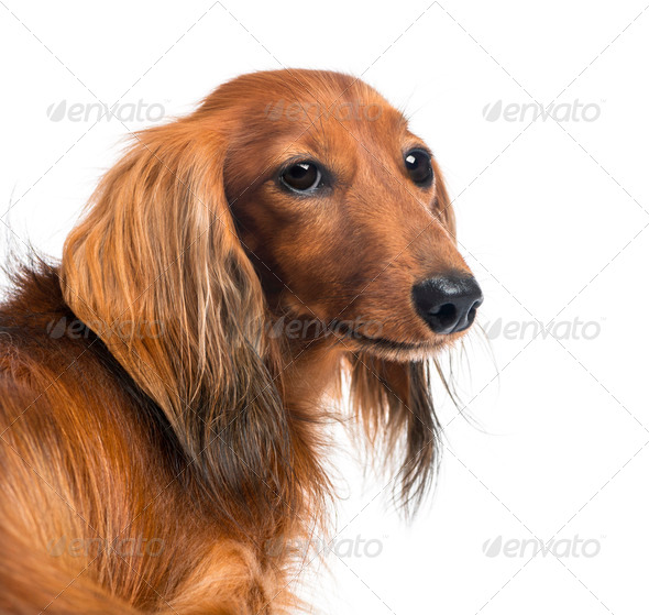 Close-up of a Dachshund, 4 years old, against white background - Stock Photo - Images