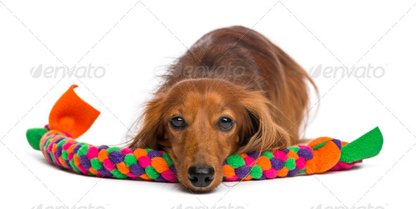 Dachshund, 4 years old, lying on dog toy against white background - Stock Photo - Images