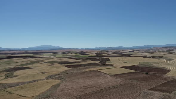 wheat fields in sivas zara alt