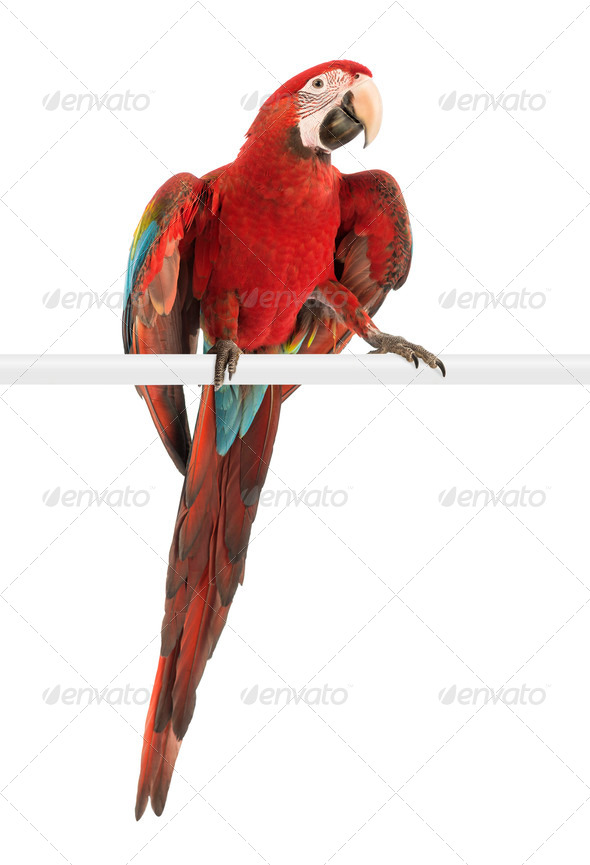 Green-winged Macaw, Ara chloropterus, 1 year old, perched in front of white background - Stock Photo - Images
