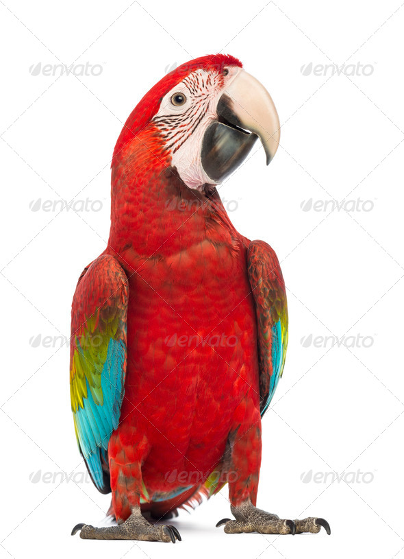 Green-winged Macaw, Ara chloropterus, 1 year old, in front of white background - Stock Photo - Images