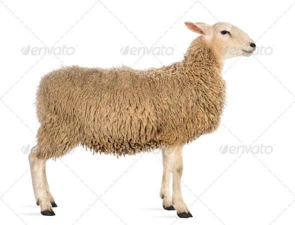 Side view of a Sheep against white background - Stock Photo - Images