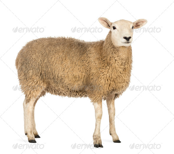 Side view of a Sheep looking away against white background - Stock Photo - Images