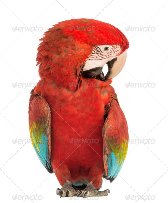 Green-winged Macaw, Ara chloropterus, 1 year old, scratching itself in front of white background - Stock Photo - Images
