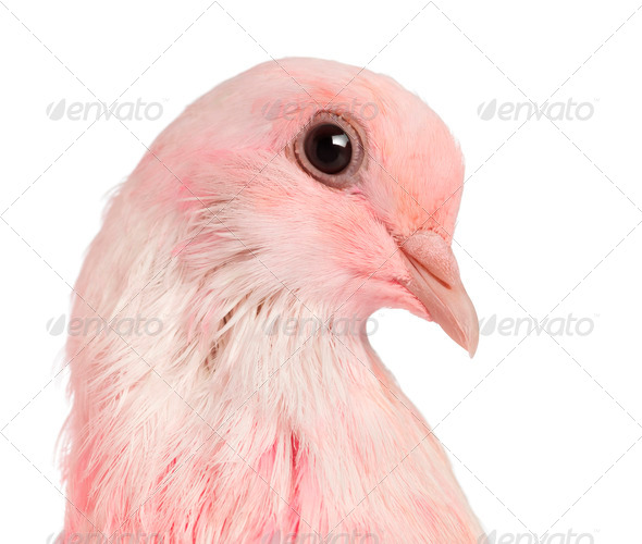 Close-up of a Pink Dove against white background - Stock Photo - Images