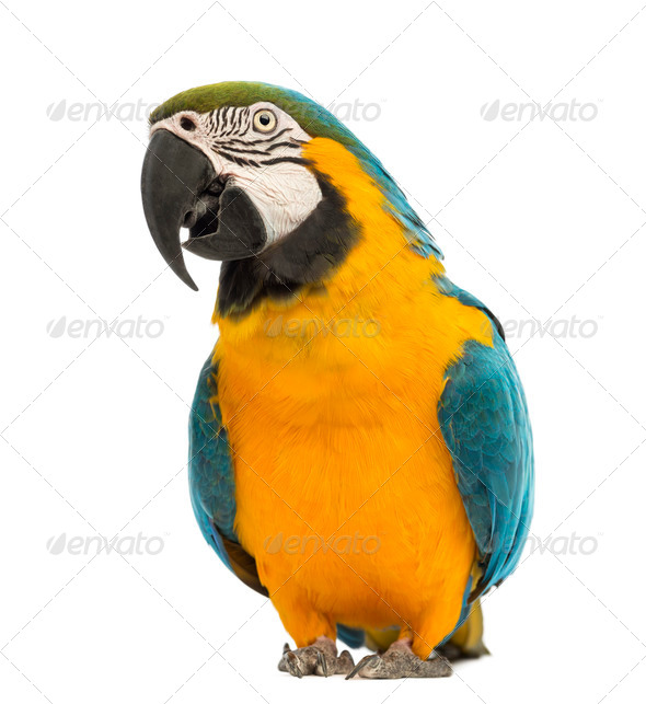 Blue-and-yellow Macaw, Ara ararauna, 30 years old, in front of white background - Stock Photo - Images
