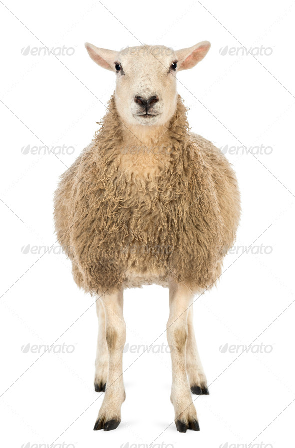 Front view of a Sheep looking at camera against white background - Stock Photo - Images