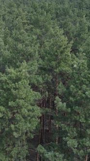 Vertical Video of Pine Forest Aerial View Slow Motion alt