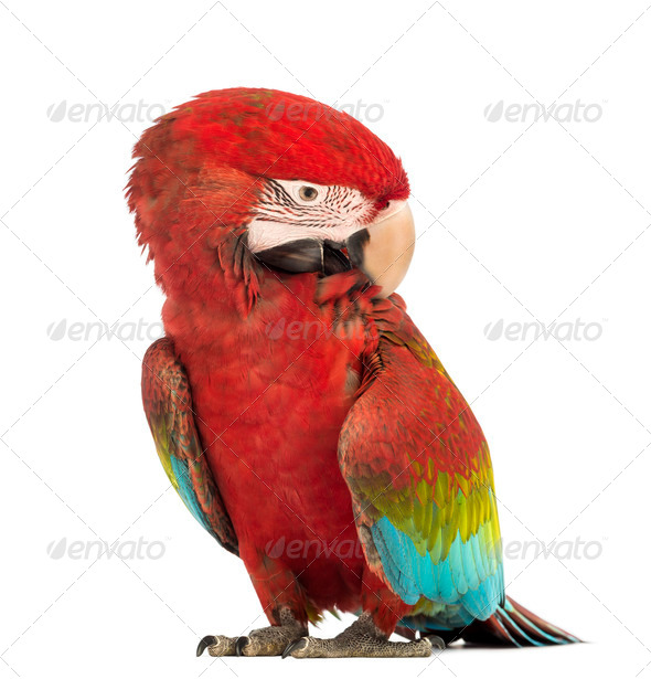 Green-winged Macaw, Ara chloropterus, 1 year old, scratching itself in front of white background - Stock Photo - Images
