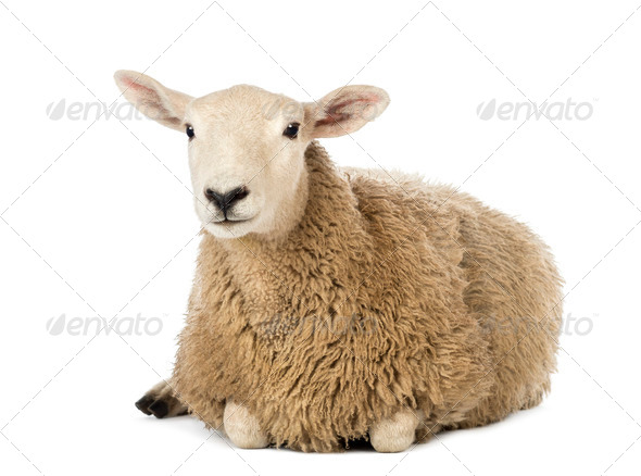Sheep lying against white background - Stock Photo - Images
