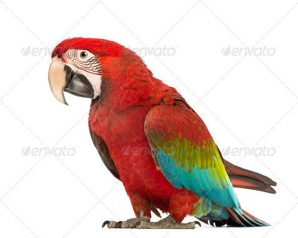 Green-winged Macaw, Ara chloropterus, 1 year old, in front of white background - Stock Photo - Images