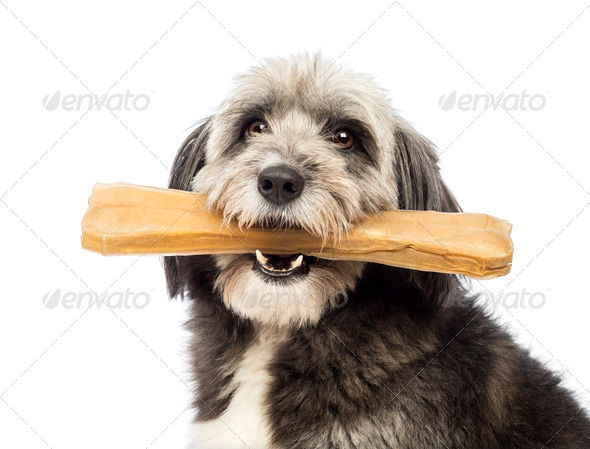 Close-up of a Crossbreed, 4 years old, holding a bone its a mouth in front of white background - Stock Photo - Images