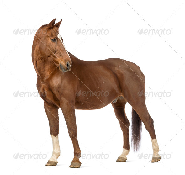 Side view of a Horse looking back in front of white background - Stock Photo - Images