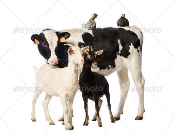 Veal, 8 months old, Polish chicken and a hen lying on its back and two goats standing - Stock Photo - Images