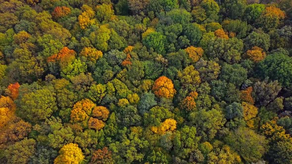 Top Down Autumn Wood. Nature Background. Aerial Top View of Autumn Forest with Colorful Trees alt