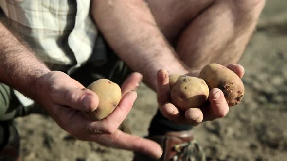 Farmer holding potatoes, close up alt