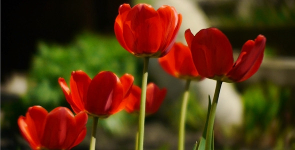 Wind Shakes Tulips 3