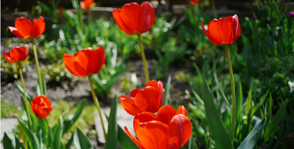 Wind Shakes Tulips 4