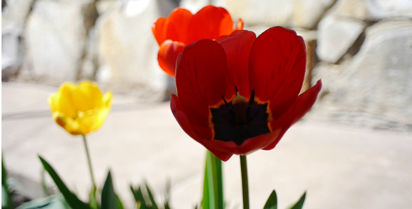 Wind Shakes Tulips 6