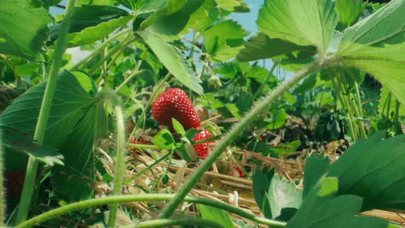 Farmer's hands picking organic strawberries from the bush close-up