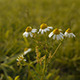 Wild Chamomile in Wind - VideoHive Item for Sale