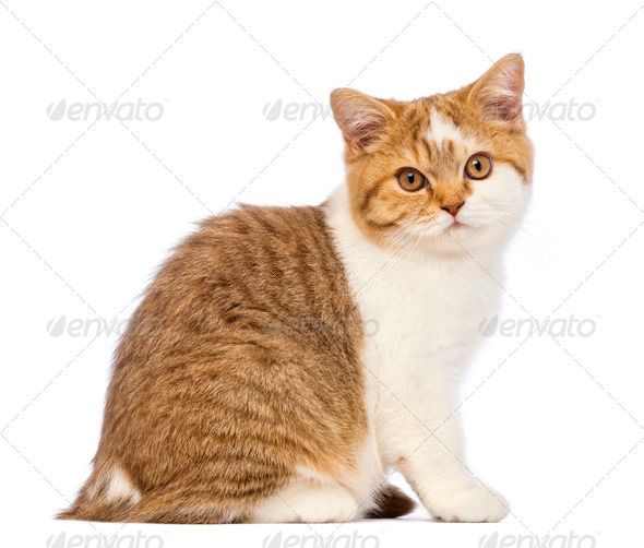 British Shorthair Kitten 3 5 Months Old Stock Photo By Lifeonwhite