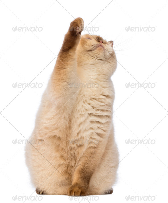 Fat British Shorthair, 2.5 years old, sitting, looking up and reaching in front of white background - Stock Photo - Images