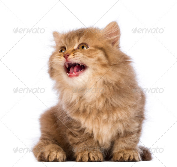 British Longhair kitten, 2 months old, sitting, looking up and meowing in front of white background - Stock Photo - Images