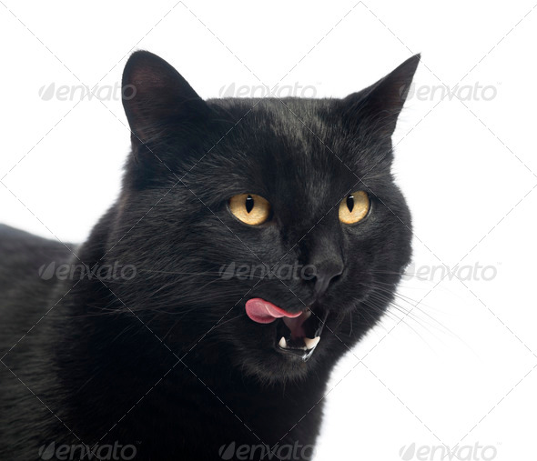 Close-up of a Black Cat licking, isolated on white, isolated on white - Stock Photo - Images