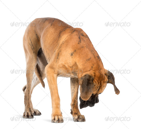 Great Dane, 4 years old, looking down in front of white background - Stock Photo - Images