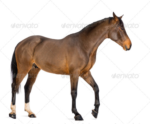 Side view of a Male Belgian Warmblood, BWP, 3 years old, against white background - Stock Photo - Images