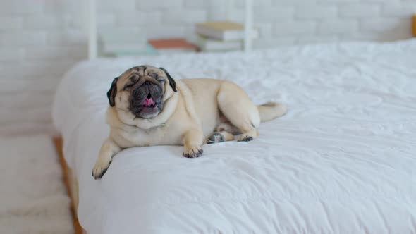 Cute dog Yawning on white bed in cozy bedroon,Purebred dog pug breed lying and comfortable at home alt