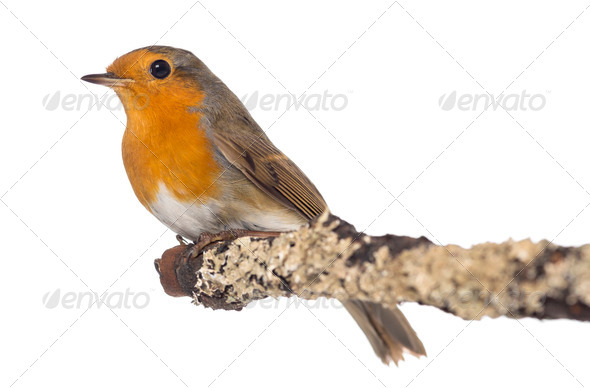European Robin perched on a branch - Erithacus rubecula - isolated on white
