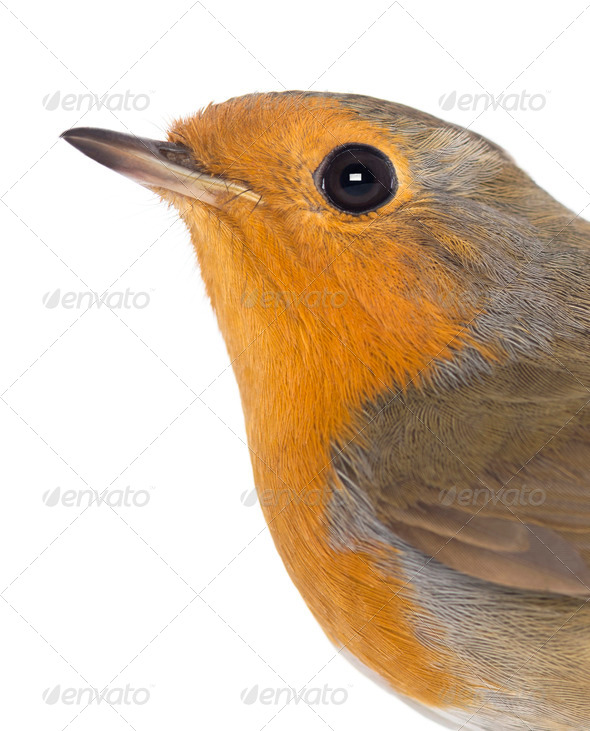 Close-up on a European Robin - Erithacus rubecula - isolated on white