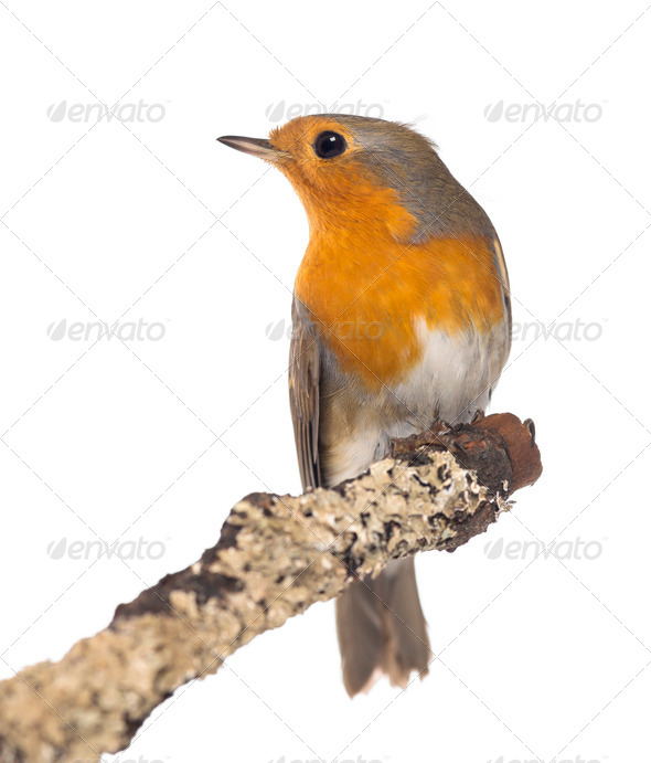 European Robin perched on a branch - Erithacus rubecula - isolated on white - Stock Photo - Images