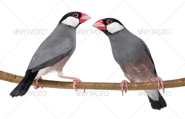 Two Java Sparrow perched on a branch- Padda oryzivora - isolated on white - Stock Photo - Images