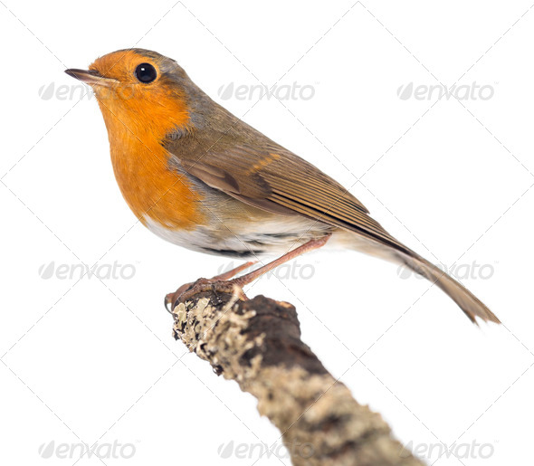 European Robin perched on a branch - Erithacus rubecula - isolated on white